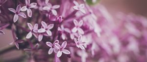 Preview wallpaper lilac, flowers, macro, spring, purple