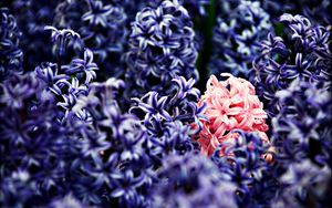 Preview wallpaper lilac, flowers, many