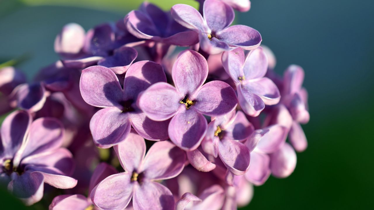 Wallpaper lilac, flowers, petals, close-up