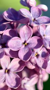Preview wallpaper lilac, flowers, petals, close-up