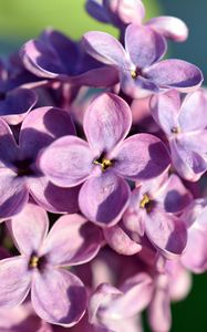 Preview wallpaper lilac, flowers, petals, close-up