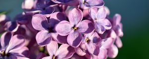 Preview wallpaper lilac, flowers, petals, close-up