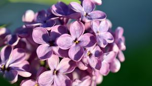 Preview wallpaper lilac, flowers, petals, close-up