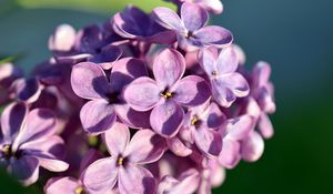 Preview wallpaper lilac, flowers, petals, close-up