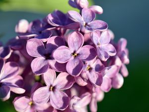 Preview wallpaper lilac, flowers, petals, close-up