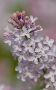 Preview wallpaper lilac, flowers, petals, purple, spring