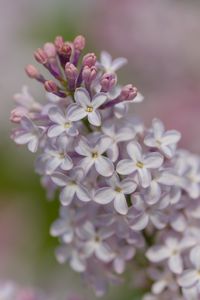 Preview wallpaper lilac, flowers, petals, purple, spring