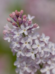 Preview wallpaper lilac, flowers, petals, purple, spring