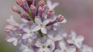 Preview wallpaper lilac, flowers, petals, purple, spring