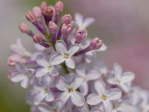 Preview wallpaper lilac, flowers, petals, purple, spring