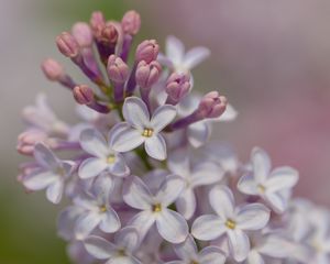 Preview wallpaper lilac, flowers, petals, purple, spring