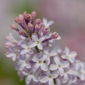 Preview wallpaper lilac, flowers, petals, purple, spring