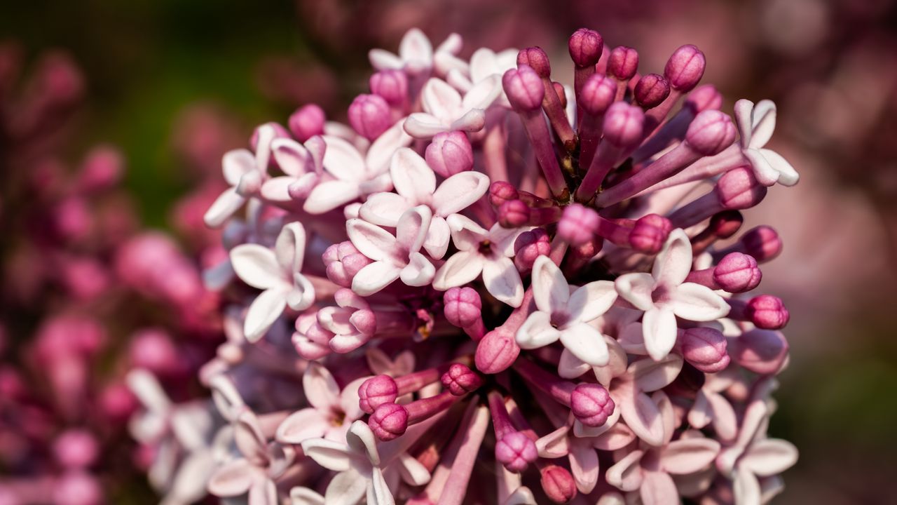 Wallpaper lilac, flowers, petals, plant, purple, macro
