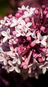 Preview wallpaper lilac, flowers, petals, plant, purple, macro