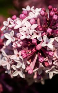Preview wallpaper lilac, flowers, petals, plant, purple, macro