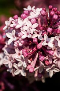 Preview wallpaper lilac, flowers, petals, plant, purple, macro