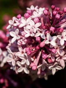 Preview wallpaper lilac, flowers, petals, plant, purple, macro