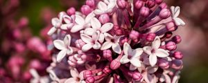 Preview wallpaper lilac, flowers, petals, plant, purple, macro