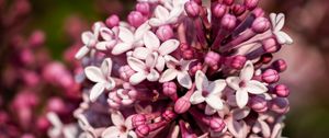 Preview wallpaper lilac, flowers, petals, plant, purple, macro