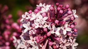 Preview wallpaper lilac, flowers, petals, plant, purple, macro