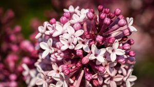 Preview wallpaper lilac, flowers, petals, plant, purple, macro