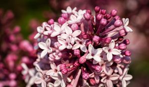 Preview wallpaper lilac, flowers, petals, plant, purple, macro