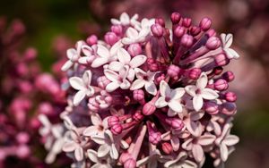 Preview wallpaper lilac, flowers, petals, plant, purple, macro