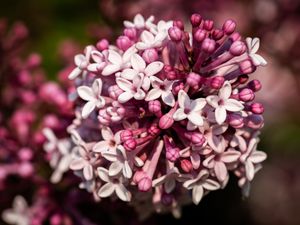 Preview wallpaper lilac, flowers, petals, plant, purple, macro