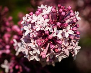 Preview wallpaper lilac, flowers, petals, plant, purple, macro