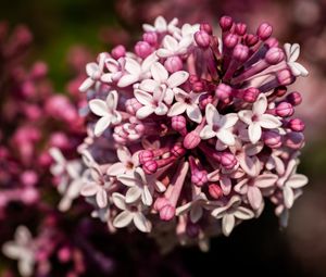 Preview wallpaper lilac, flowers, petals, plant, purple, macro