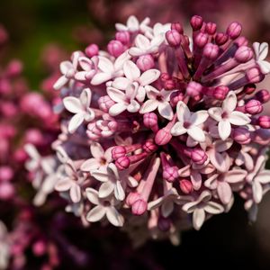 Preview wallpaper lilac, flowers, petals, plant, purple, macro