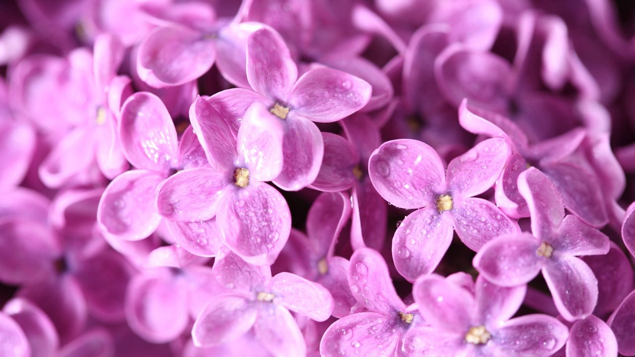 Wallpaper lilac, flowers, petals, many