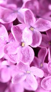 Preview wallpaper lilac, flowers, petals, many