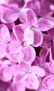 Preview wallpaper lilac, flowers, petals, many