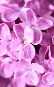 Preview wallpaper lilac, flowers, petals, many