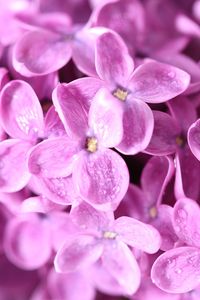 Preview wallpaper lilac, flowers, petals, many