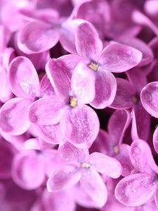 Preview wallpaper lilac, flowers, petals, many