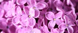 Preview wallpaper lilac, flowers, petals, many