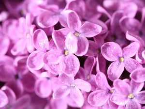 Preview wallpaper lilac, flowers, petals, many