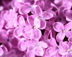 Preview wallpaper lilac, flowers, petals, many