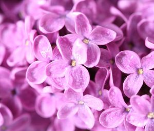 Preview wallpaper lilac, flowers, petals, many