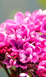 Preview wallpaper lilac, flowers, petals, macro, pink