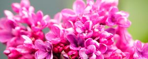 Preview wallpaper lilac, flowers, petals, macro, pink