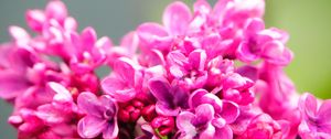 Preview wallpaper lilac, flowers, petals, macro, pink