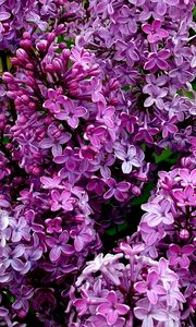 Preview wallpaper lilac, flowers, petals, plant