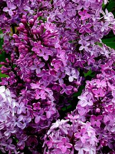 Preview wallpaper lilac, flowers, petals, plant