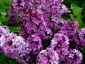 Preview wallpaper lilac, flowers, petals, plant