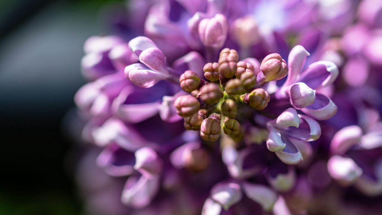 Wallpaper lilac, flowers, petals, purple, macro