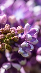 Preview wallpaper lilac, flowers, petals, purple, macro