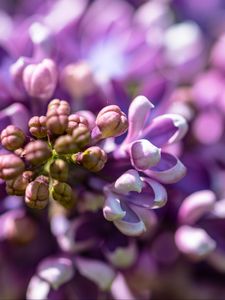 Preview wallpaper lilac, flowers, petals, purple, macro